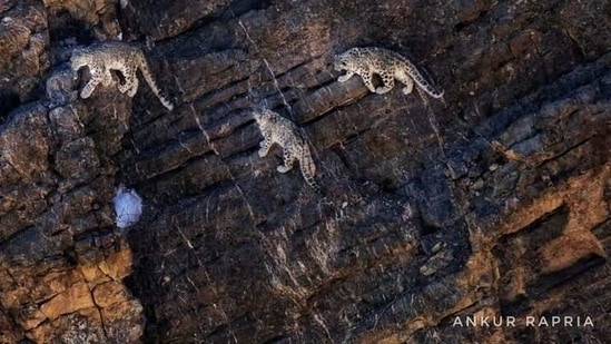 Snow Leopards captured by Ankur Rapria. (Image/@Ankur Rapria)