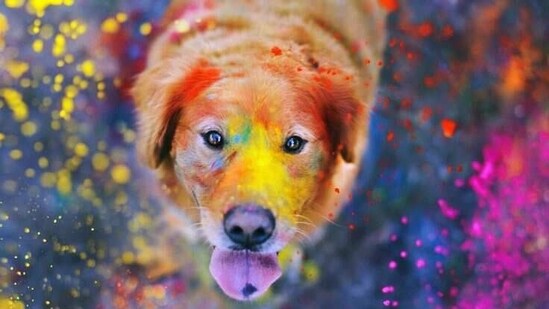 As a pet parent, you may be wondering how to involve your furry companion in the festivities without putting their health or safety at risk. (pinterest)