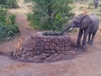 The image, taken from the YouTube video, shows the lioness hiding behind a well from an elephant.