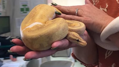 NGO rescues a python. (Facebook/@Liberty Humane Society) NGO rescues a python. (Facebook/@Liberty Humane Society)