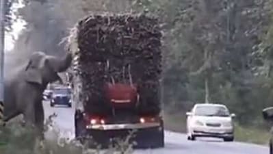 The image, taken from the viral Twitter video, shows the elephant stopping a truck to steal sugarcane. (Screengrab)