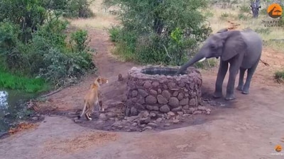 The image, taken from the YouTube video, shows the lioness hiding behind a well from an elephant. (YouTube/@Latest Sightings)