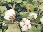 Cotton productivity, which peaked at 566 kg lint per hectare in 2013-14, has continuously been decelerating, causing an imbalance in demand-supply of cotton and uncertainty in the cotton textile industry. (HT PHOTO)