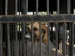 As per the report, the cases of animal abuse in South Korea have gone up to 914 in 2019 from 69 in 2010. As per the report, the cases of animal abuse in South Korea have gone up to 914 in 2019 from 69 in 2010.