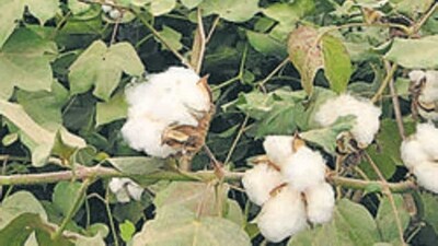 Cotton productivity, which peaked at 566 kg lint per hectare in 2013-14, has continuously been decelerating, causing an imbalance in demand-supply of cotton and uncertainty in the cotton textile industry. (HT PHOTO) Cotton productivity, which peaked at 566 kg lint per hectare in 2013-14, has continuously been decelerating, causing an imbalance in demand-supply of cotton and uncertainty in the cotton textile industry. (HT PHOTO)