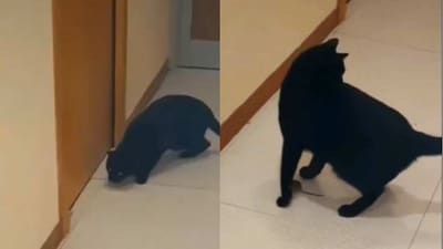 Mouse saves itself from cat. (Reddit/@u/dr_cynical17) Mouse saves itself from cat. (Reddit/@u/dr_cynical17)