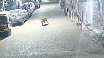Officials said they are being extremely cautious after a 16-month-old toddler was mauled to death by a leopard at Aarey Colony in October last year. “People should remain calm and be assured that we are monitoring the situation, however, young children should not be left unaccompanied in and around Bhavani Nagar, especially when it is dark,” the forest department official said. (HT PHOTO) Officials said they are being extremely cautious after a 16-month-old toddler was mauled to death by a leopard at Aarey Colony in October last year. “People should remain calm and be assured that we are monitoring the situation, however, young children should not be left unaccompanied in and around Bhavani Nagar, especially when it is dark,” the forest department official said. (HT PHOTO)
