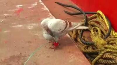 The crew of the merchandised fishing trawler caught the pigeon out of curiosity and handed it over to the marine police station after reaching the fishing jetty. (ANI) The crew of the merchandised fishing trawler caught the pigeon out of curiosity and handed it over to the marine police station after reaching the fishing jetty. (ANI)