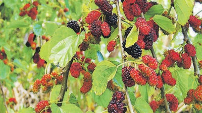 The mulberry required only careful attention (the degree of which gradually decreased every year) for the period of about five years when the expense attending its cultivation ceased, and no other labour was required than that of pruning and thinning, which was amply repaid by the fruits and wood obtained. (Wikipedia)