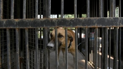 As per the report, the cases of animal abuse in South Korea have gone up to 914 in 2019 from 69 in 2010. (Representational image) As per the report, the cases of animal abuse in South Korea have gone up to 914 in 2019 from 69 in 2010. (Representational image)