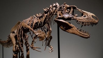 Computerized tomography was used to visualize the fossils' internal structures. (Representative image) Computerized tomography was used to visualize the fossils' internal structures. (Representative image)