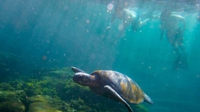 Galapagos Islands: Located off the coast of Ecuador, the Galapagos Islands are a UNESCO World Heritage Site. The islands are home to a variety of unique species, including giant tortoises, marine iguanas, and blue-footed boobies. The Galapagos Islands are committed to protecting its natural environment and has a number of conservation efforts in place. (Unsplash)