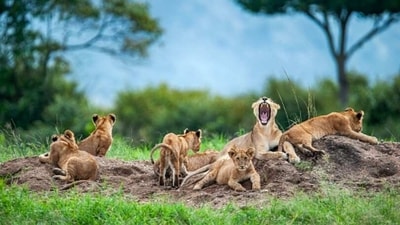 Masai Mara National Reserve: Located in Kenya, the Masai Mara National Reserve is home to a variety of wildlife, including lions, elephants, and cheetahs. The reserve is committed to protecting its natural resources and has established a number of eco-friendly initiatives, such as the development of sustainable tourism. (Unsplash)