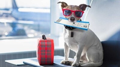 Are you planning a vacation and want to bring your furry friend along? Traveling with a pet can be a hassle, but there are plenty of pet-friendly destinations that make it easy and enjoyable for both you and your pet. From beaches to cities, here are nine pet-friendly destinations perfect for your next getaway. (Unsplash) Are you planning a vacation and want to bring your furry friend along? Traveling with a pet can be a hassle, but there are plenty of pet-friendly destinations that make it easy and enjoyable for both you and your pet. From beaches to cities, here are nine pet-friendly destinations perfect for your next getaway. (Unsplash)