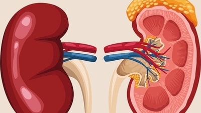 World Kidney Day 2023: Foods to eat and avoid for repairing kidneys (Freepik) World Kidney Day 2023: Foods to eat and avoid for repairing kidneys (Freepik)