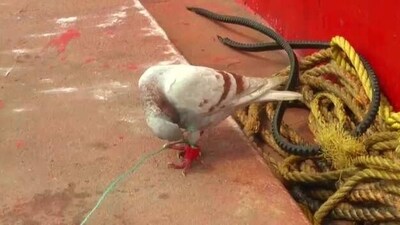Suspected ‘spy’ pigeon with fitted devices on leg caught in Odisha (ANI)