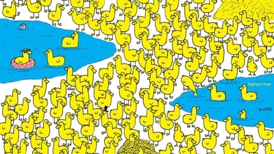 Can you spot a baby chick in this viral brain teaser? (Facebook/Gergely Dudás - Dudolf) Can you spot a baby chick in this viral brain teaser? (Facebook/Gergely Dudás - Dudolf)