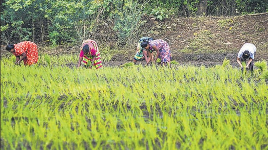 Mumbai, India - August 08, 2022: Women plant rice saplings in their field at Aarey Colony, in Mumbai, India, on Monday, August 08, 2022. (Photo by Pratik Chorge/Hindustan Times) (Pratik Chorge/HT PHOTO)