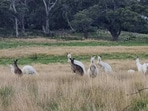 White kangaroos spotted in Australia.