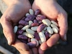 Instead of eating a lot of fibre at once, one should break it into several meals. Instead of eating a lot of fibre at once, one should break it into several meals.