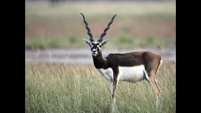 Enhanced patrolling is one of the factors that contributed to the rise in wild animal populations, according to an official. (FOR REPRESENTATION)