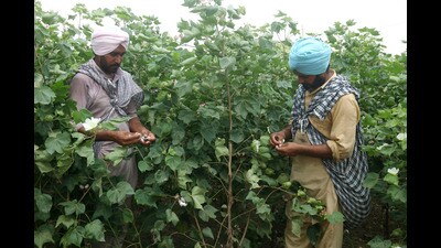 Farmers pick cotton in a field in a village near Bathinda in Punjab. (Sanjeev Kumar/HT File)