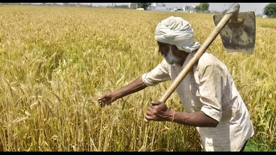 In Punjab, Economic Survey predicts that the agriculture and allied sectors witnessed a growth of 0.8% in the year 2021-22 and are expected to register a growth of 3.7% in the current financial year (2022-23) (HT File) In Punjab, Economic Survey predicts that the agriculture and allied sectors witnessed a growth of 0.8% in the year 2021-22 and are expected to register a growth of 3.7% in the current financial year (2022-23) (HT File)
