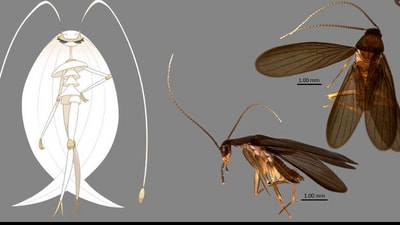 Images of the new cockroach discovery made in Singapore. (Twitter/@BugcatcherM)