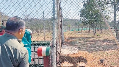 One of the tigers relocated at Madhav National Park.