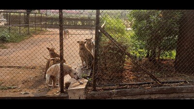 Pack of dogs at Sarasbaug. (HT PHOTO)
