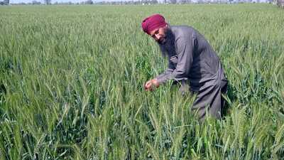 Punjab finance minister Harpal Singh Cheema announced that the state would adopt Pradhan Mantri Fasal Bima Yojana (PMFBY), however, no allocation was announced. (HT File) Punjab finance minister Harpal Singh Cheema announced that the state would adopt Pradhan Mantri Fasal Bima Yojana (PMFBY), however, no allocation was announced. (HT File)