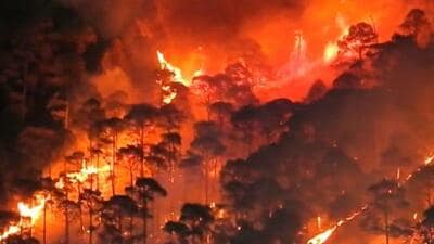 This year, over 109 hectares of forests have been damaged in the state so far. (HT file photo)