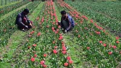 The Tulip Garden in Srinagar, one of Asia's largest, received 3.6 lakh visitors in 2022, including tourists and locals, up from 2.3 lakh in 2021. (Waseem Andrabi/HTPhoto) The Tulip Garden in Srinagar, one of Asia's largest, received 3.6 lakh visitors in 2022, including tourists and locals, up from 2.3 lakh in 2021. (Waseem Andrabi/HTPhoto)