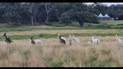 White kangaroos spotted in Australia. (Facebook/@Panorama Wildlife Sanctuary) White kangaroos spotted in Australia. (Facebook/@Panorama Wildlife Sanctuary)