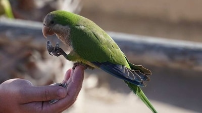 Bird breeder's lung disease: warning signs; how bird droppings can damage lungs (Pixabay) Bird breeder's lung disease: warning signs; how bird droppings can damage lungs (Pixabay)