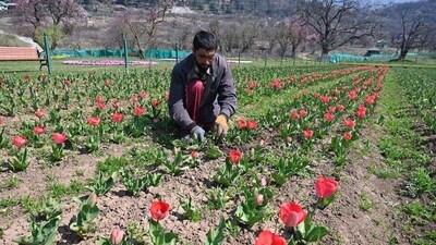 The average life of a tulip flower is 20 days and can stretch up to 25 with overall bloom getting extended by adding late-blooming varieties of tulips. (Waseem Andrabi/HTPhoto) The average life of a tulip flower is 20 days and can stretch up to 25 with overall bloom getting extended by adding late-blooming varieties of tulips. (Waseem Andrabi/HTPhoto)