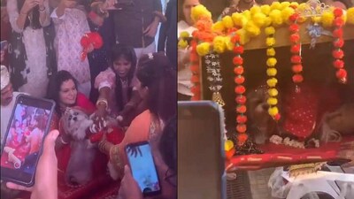 Family throws a grand wedding for their pet dogs. (Twitter/@Hatindersinghr3) Family throws a grand wedding for their pet dogs. (Twitter/@Hatindersinghr3)