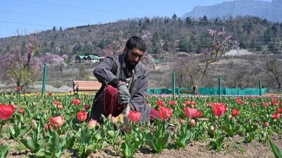 The temperature-sensitive flowers need mercury to stay above 15 degrees and below 25 degrees. (Waseem Andrabi/HTPhoto) The temperature-sensitive flowers need mercury to stay above 15 degrees and below 25 degrees. (Waseem Andrabi/HTPhoto)