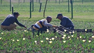 Gardeners working at Srinagar Tulip Garden on Friday. (Waseem Andrabi/HTPhoto) Gardeners working at Srinagar Tulip Garden on Friday. (Waseem Andrabi/HTPhoto)