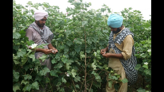 Farmers pick cotton in a field in a village near Bathinda in Punjab. (Sanjeev Kumar/HT File)