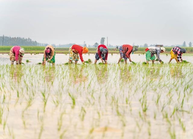 Rice requires lots of water to flourish and Punjab and Haryana only got more water after the building of the Bhakra-Nangal dam in the late 1950s. There was no real rice-growing (or eating) tradition in Punjab before that, and cultivation started in earnest only in the 1960s. (omad1988 / Shutterstock) Rice requires lots of water to flourish and Punjab and Haryana only got more water after the building of the Bhakra-Nangal dam in the late 1950s. There was no real rice-growing (or eating) tradition in Punjab before that, and cultivation started in earnest only in the 1960s. (omad1988 / Shutterstock)