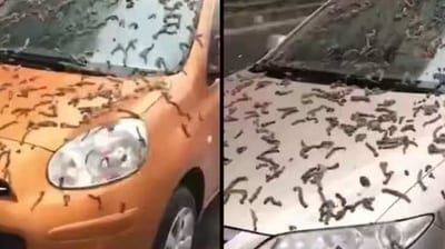 Worm Rain In China: Worms seen in China in viral video. Worm Rain In China: Worms seen in China in viral video.