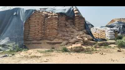 Even as people are suffering due to an unprecedented rise in the wheat prices, nearly 30,000 quintals of procured wheat worth ₹5.92 crore was found rotting in open plinths at Jundla in Karnal district. (HT Photo) Even as people are suffering due to an unprecedented rise in the wheat prices, nearly 30,000 quintals of procured wheat worth ₹5.92 crore was found rotting in open plinths at Jundla in Karnal district. (HT Photo)