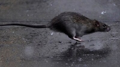 Covid In New York: A rat runs across a sidewalk in the snow in the Manhattan borough of New York City, New York, U.S. (Reuters)