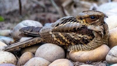 Nightjar in Dr Narwal’s Panchkula garden. (HT Photo) Nightjar in Dr Narwal’s Panchkula garden. (HT Photo)