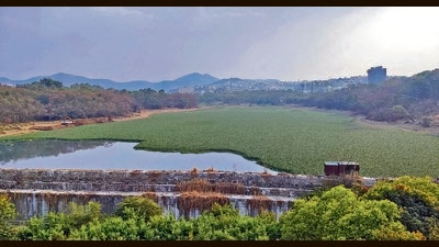 PMC has turned a blind eye to the water hyacinth growth in Katraj lake which has given rise to mosquito breeding in the nearby residential areas. (Rahul Raut/HT PHOTO)