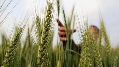 The prolonged dry spell resulting in rain deficit in Himachal Pradesh has caused severe damage to rabi crops with the maximum loss of ₹28.57 crore being borne by rain-fed Hamirpur district of the hill state. (REUTERS File Photo) The prolonged dry spell resulting in rain deficit in Himachal Pradesh has caused severe damage to rabi crops with the maximum loss of ₹28.57 crore being borne by rain-fed Hamirpur district of the hill state. (REUTERS File Photo)
