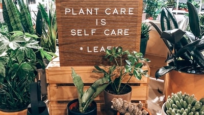 Succulents are popular plants that are easy to care for, but there are some dos and don'ts to keep in mind to ensure their health and longevity: (Unsplash) Succulents are popular plants that are easy to care for, but there are some dos and don'ts to keep in mind to ensure their health and longevity: (Unsplash)