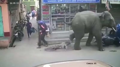 The image shows an elephant rampaging across a street in West Bengal's Hooghly district. (Twitter/@Fun_Viral_Vids) The image shows an elephant rampaging across a street in West Bengal's Hooghly district. (Twitter/@Fun_Viral_Vids)