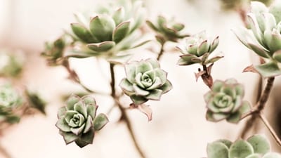 Dos: Choose the right pot: Succulents prefer well-draining soil and pots with drainage holes to prevent overwatering. (Unsplash) Dos: Choose the right pot: Succulents prefer well-draining soil and pots with drainage holes to prevent overwatering. (Unsplash)
